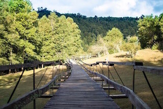 Wooden Bridge in nature preserve -min.jpeg