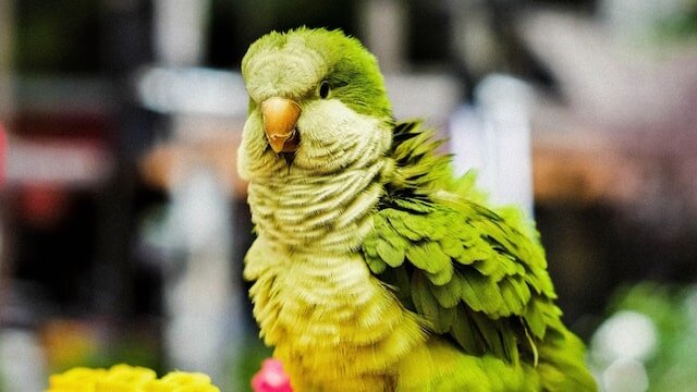 Bird in Pucon, Chile .jpg