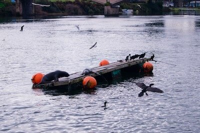 sea lions and birds in Valdivia .jpg