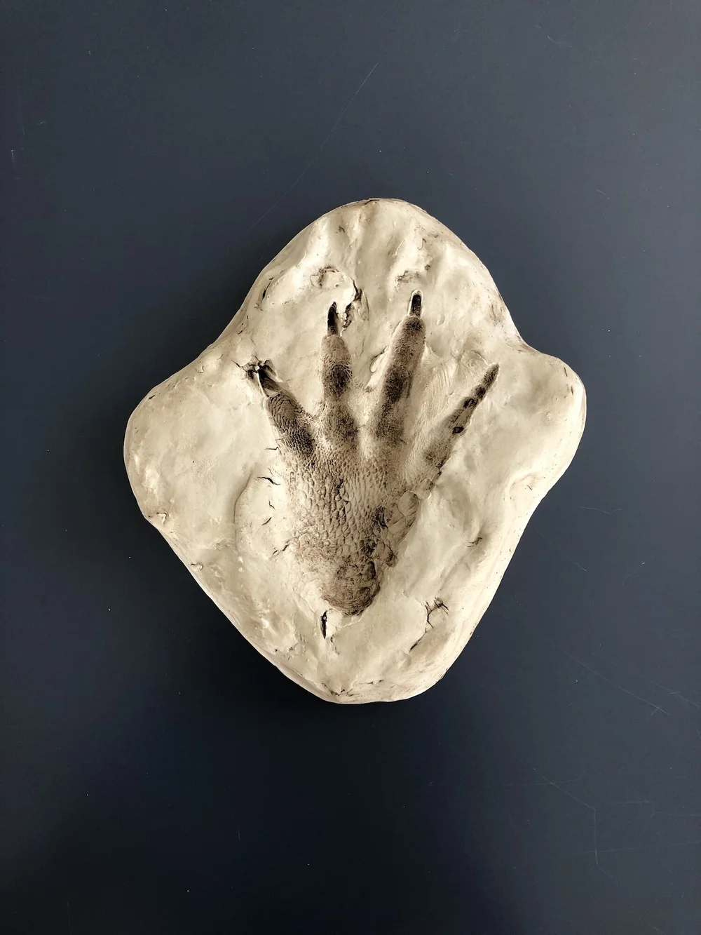 Alligator Footprint #1 — The Crocodile Foundation