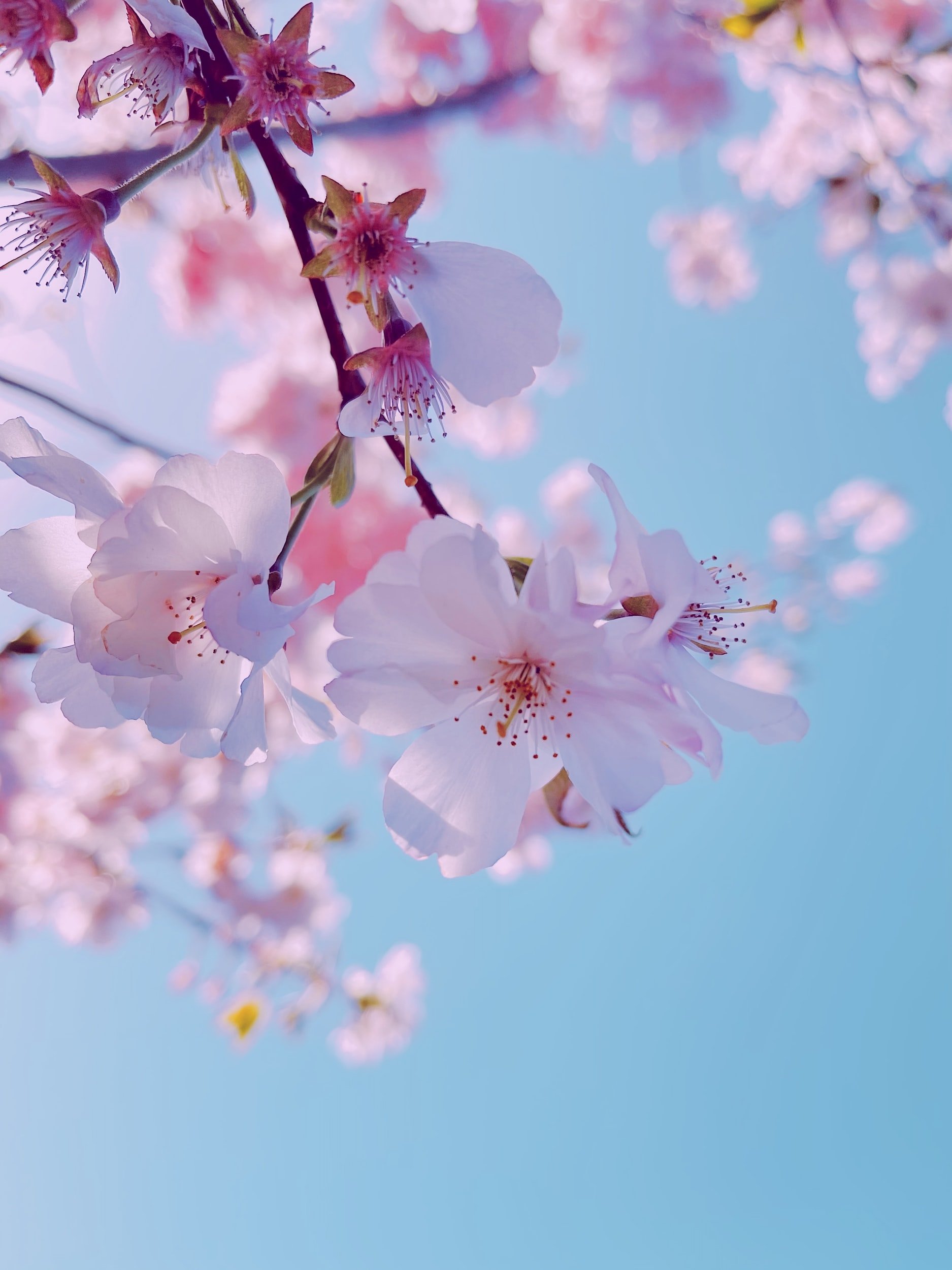 EQUINOX &amp; HOLI — THE BEGINNING OF A NEW COSMIC CYCLE.