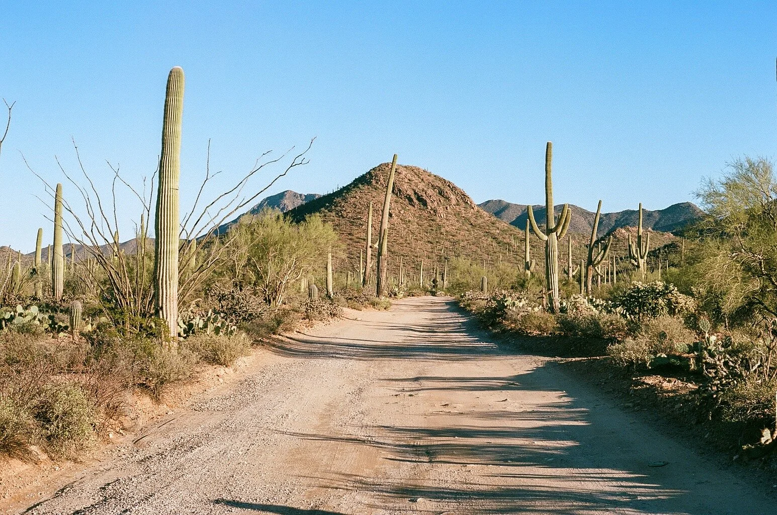 Saguaro National Park
