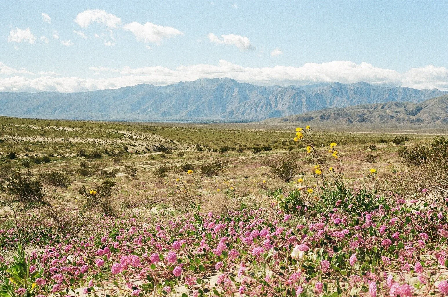Anza Borrego, California