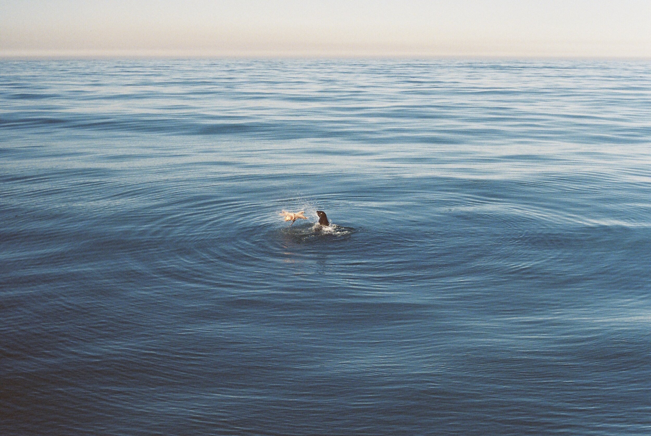 False Bay, South Africa