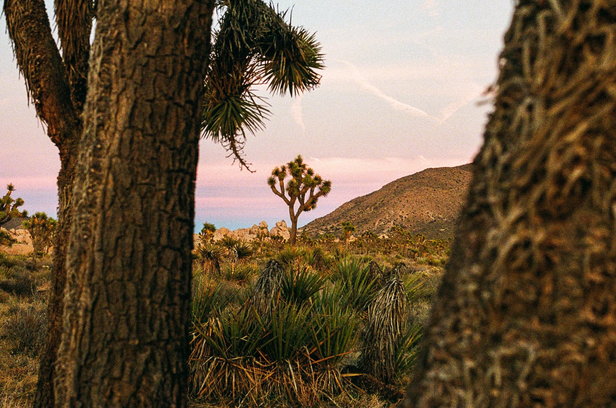 Joshua Tree, California