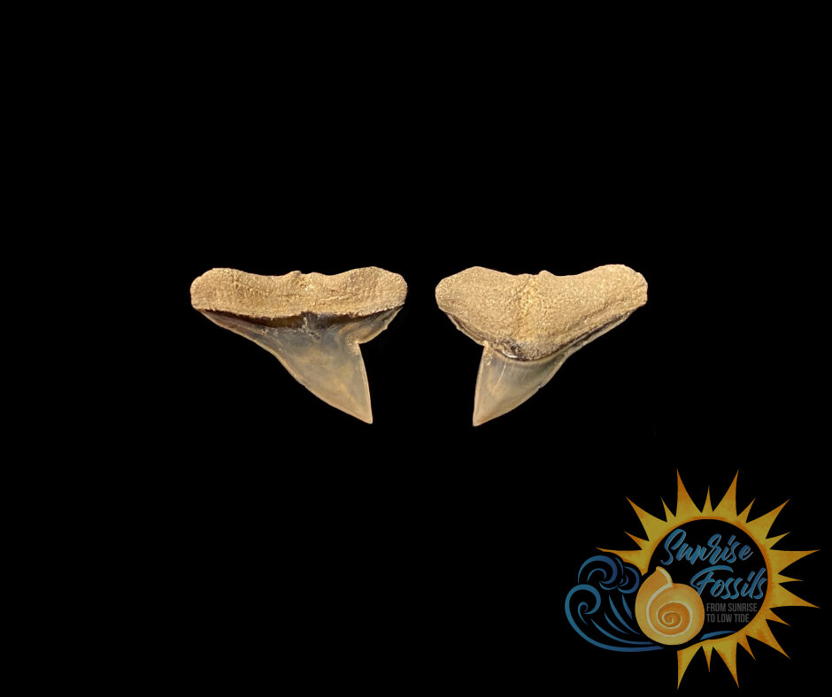 Hammerhead Shark Teeth — Sunrise Fossils