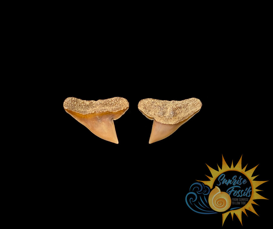 Hammerhead Shark Teeth — Sunrise Fossils