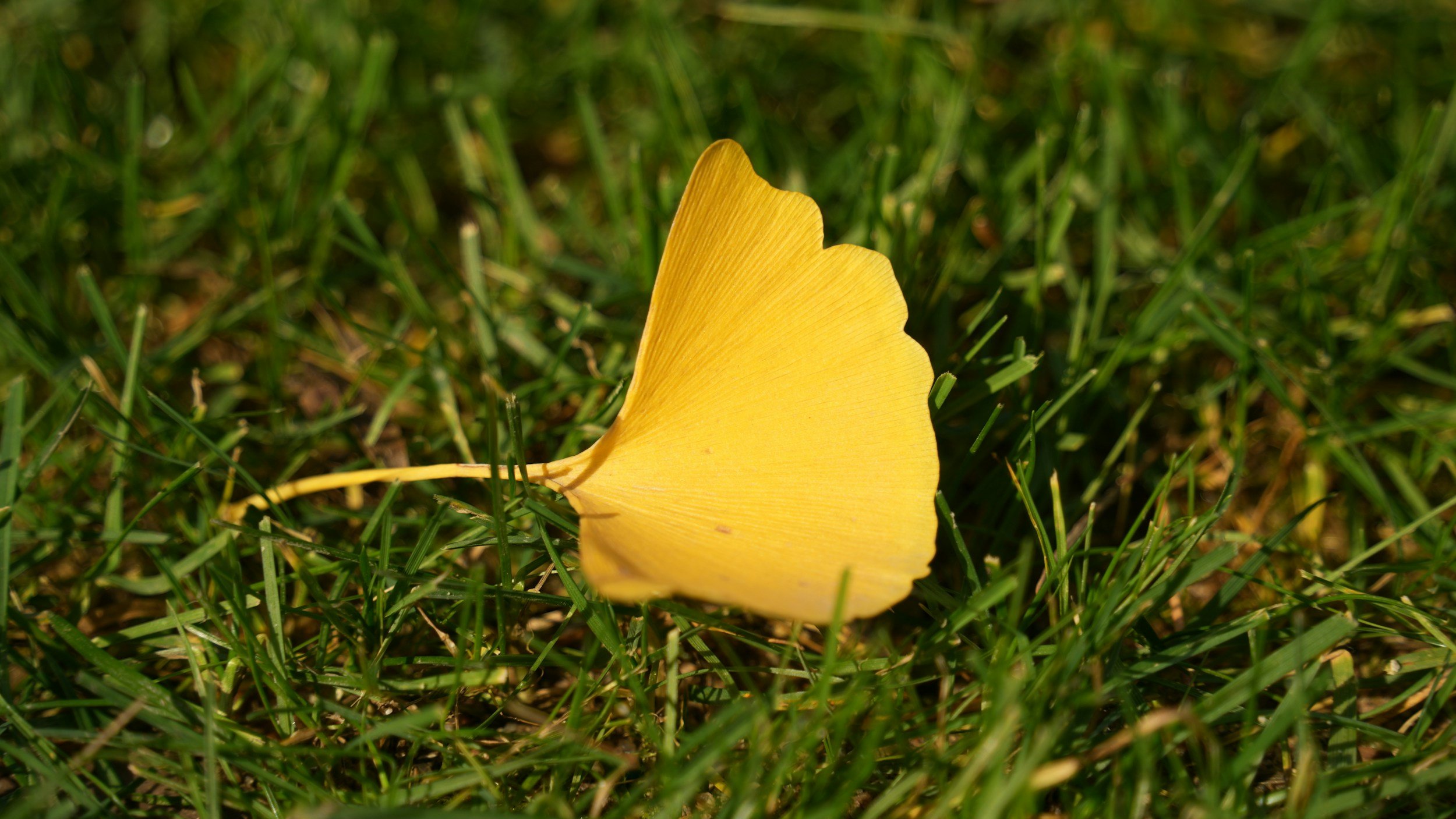 Single golden ginkgo leaf resting on grass symbolizing all forms of grief and loss honored in grief counseling in Utah