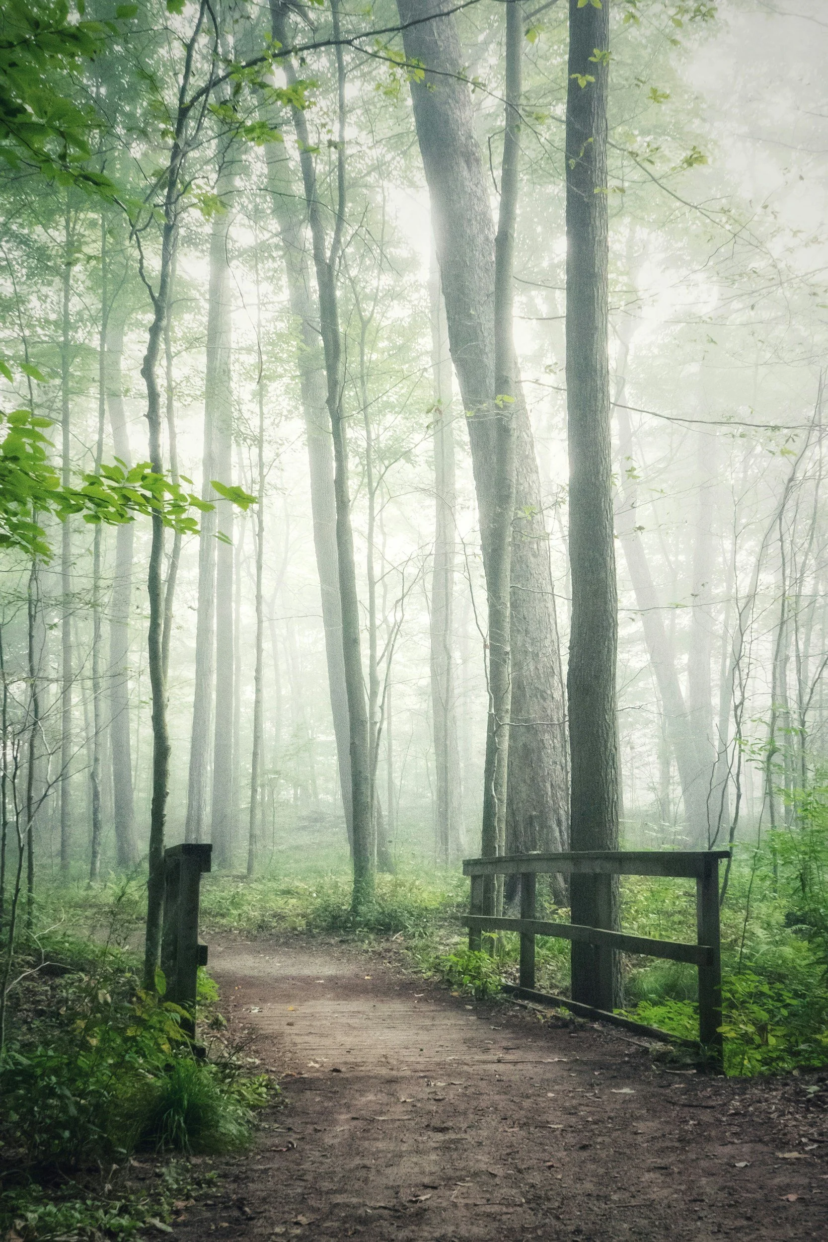 Foggy forest path at dawn symbolizing betrayal trauma recovery and healing journey at Resilient Light Counseling Utah
