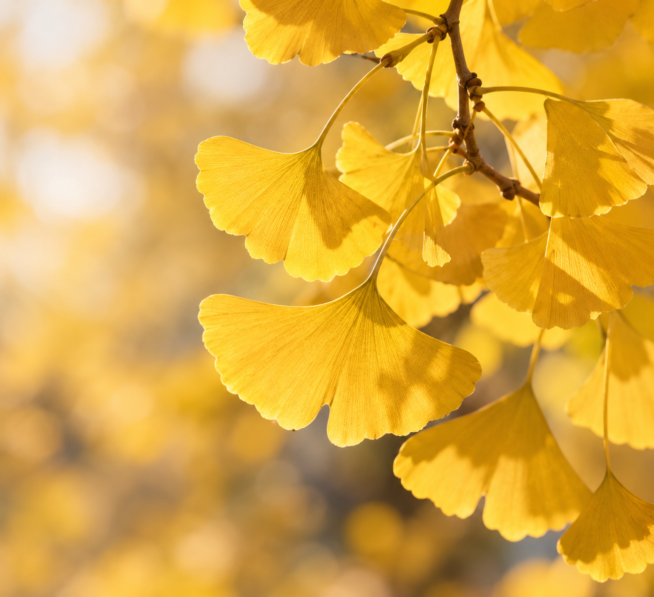 d398aa1b-e392-4b68-b04e-ae5fd21cca48.png