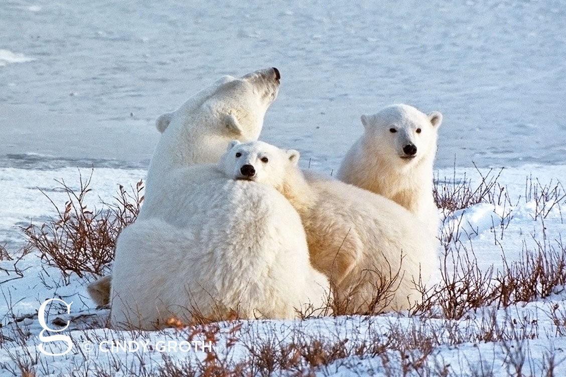 polar-bears-smaller.jpg
