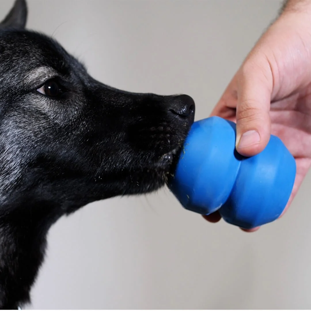 Five Types of Dog Toys and How to Pick the Best One — Dog Tired Adventures