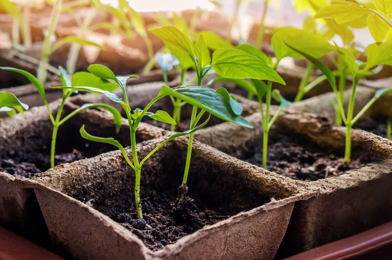 Plant Sale