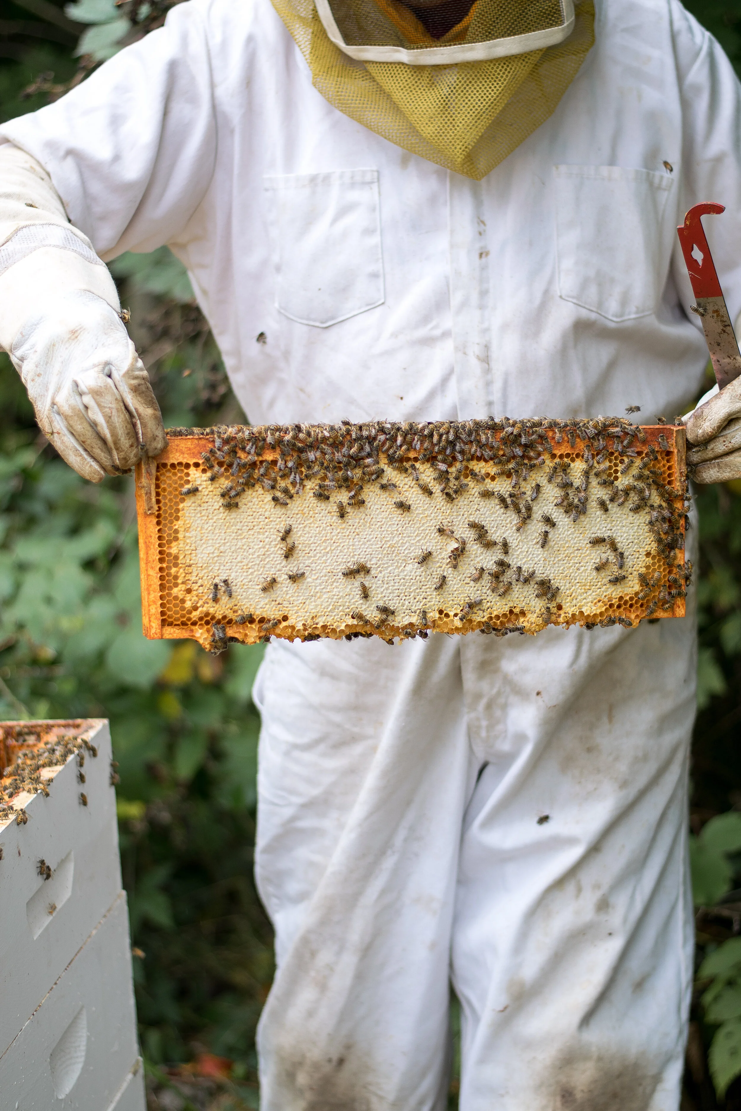 Fall Honey Harvest