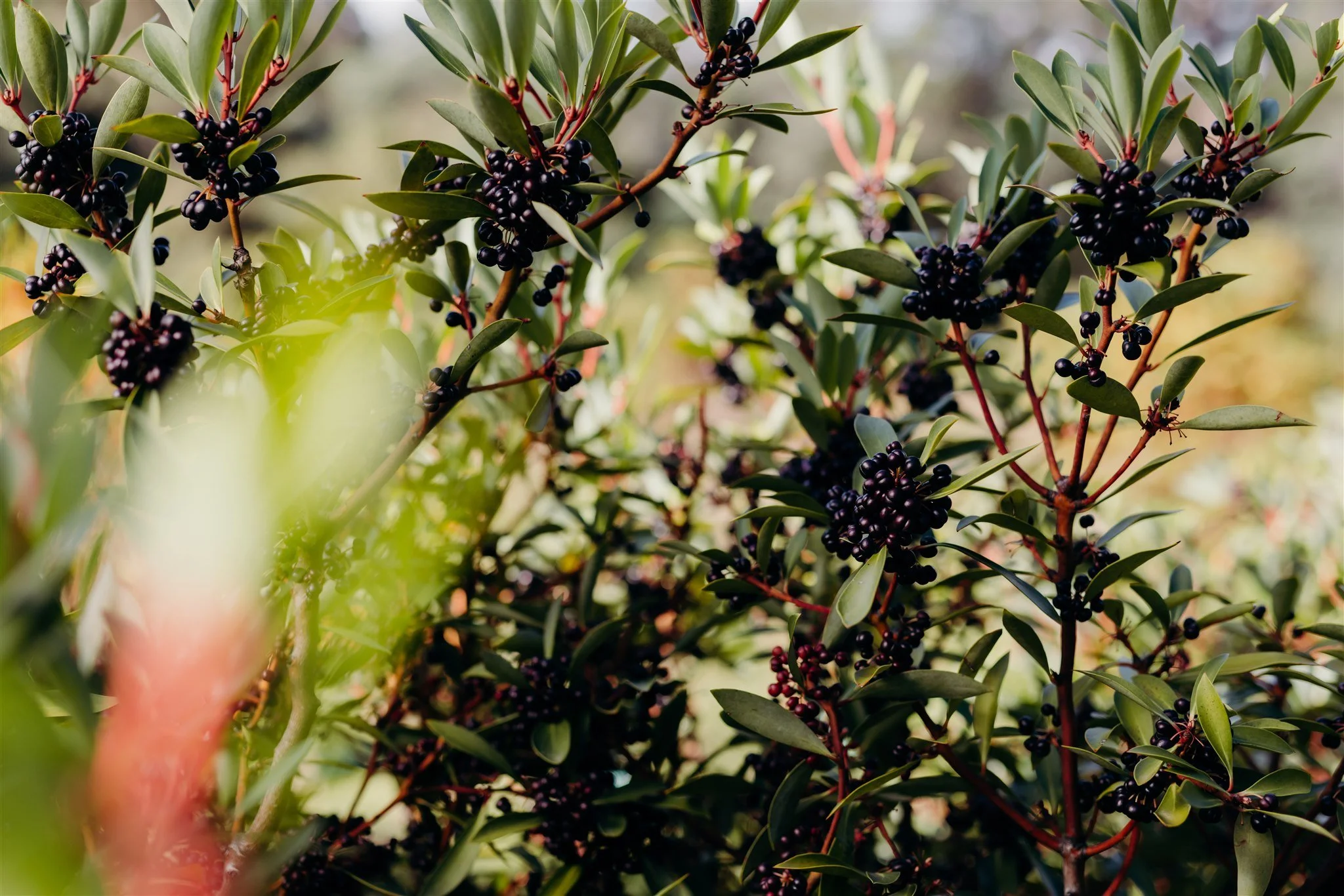 1kg Whole Pepper Berries (Dried)