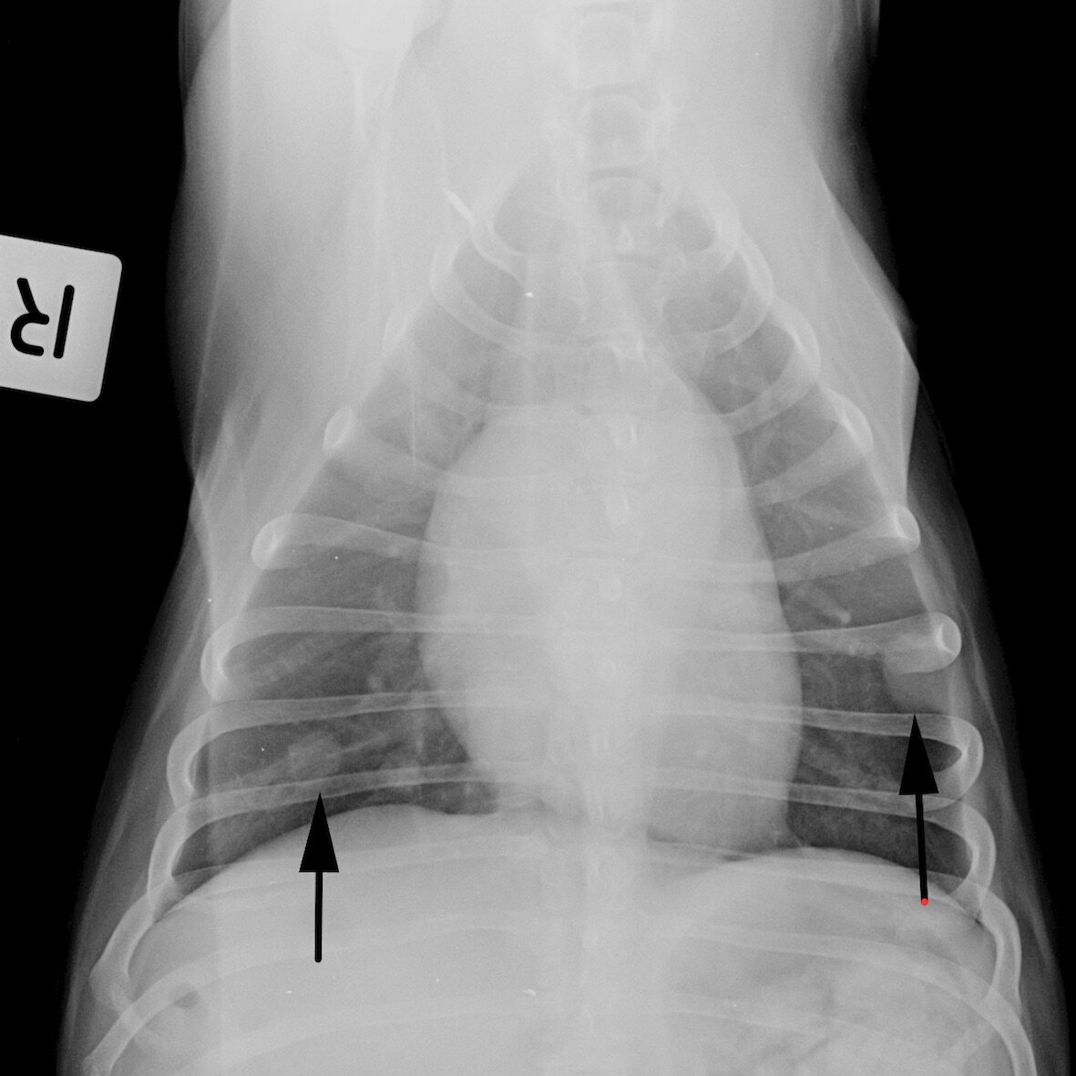 how much does dog xrays cost