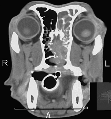 how do you know if your dog has nasal cancer