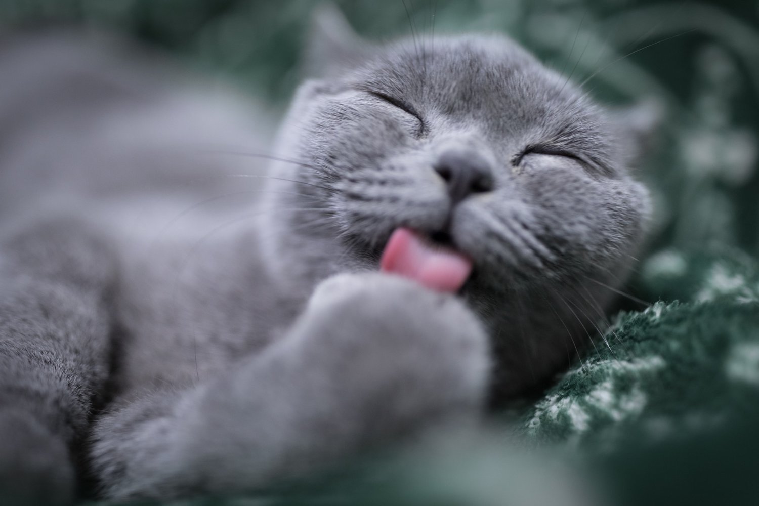 How to approach a cat with a skin mass (2022)