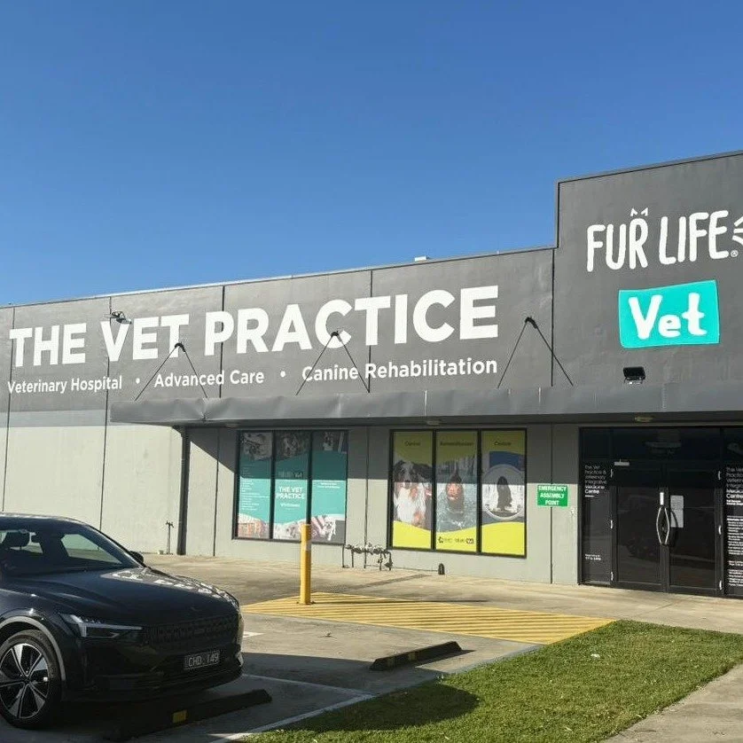 🌟 We have just wrapped up a big weekend with our chemotherapy workshop in Melbourne! A huge thank you to Fur Life Vet Whittlesea (@the_vet_practice) for hosting and being so accommodating! 🌟

We hope everyone gained valuable insights into chemother