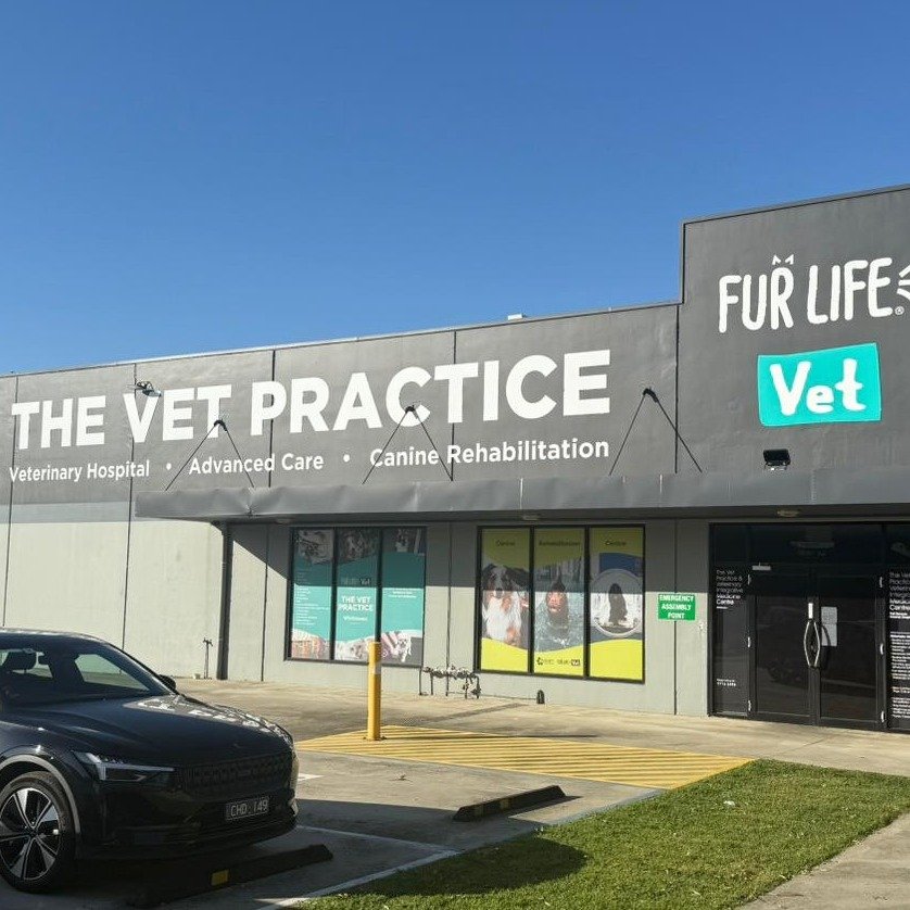 🌟 We have just wrapped up a big weekend with our chemotherapy workshop in Melbourne! A huge thank you to Fur Life Vet Whittlesea (@the_vet_practice) for hosting and being so accommodating! 🌟

We hope everyone gained valuable insights into chemother