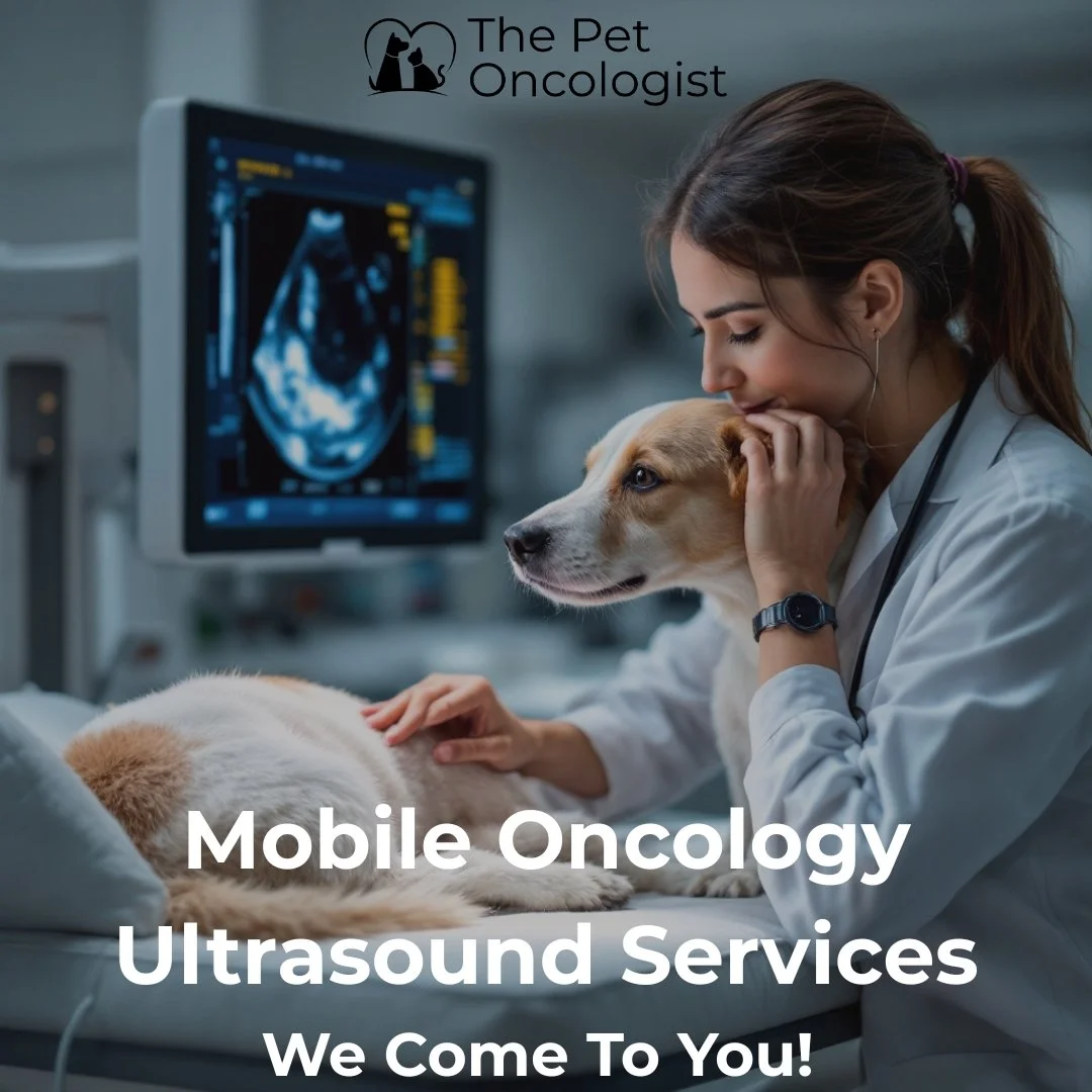 🌟 Did You Know? 🌟

The Pet Oncologist offers abdominal &amp; thoracic ultrasounds Monday to Saturday from 5:30 am to 11:30 am AEST! 🕔🐾

Brisbane veterinary clinics, we&rsquo;re here to support you! Our board-certified specialist veterinary oncolo