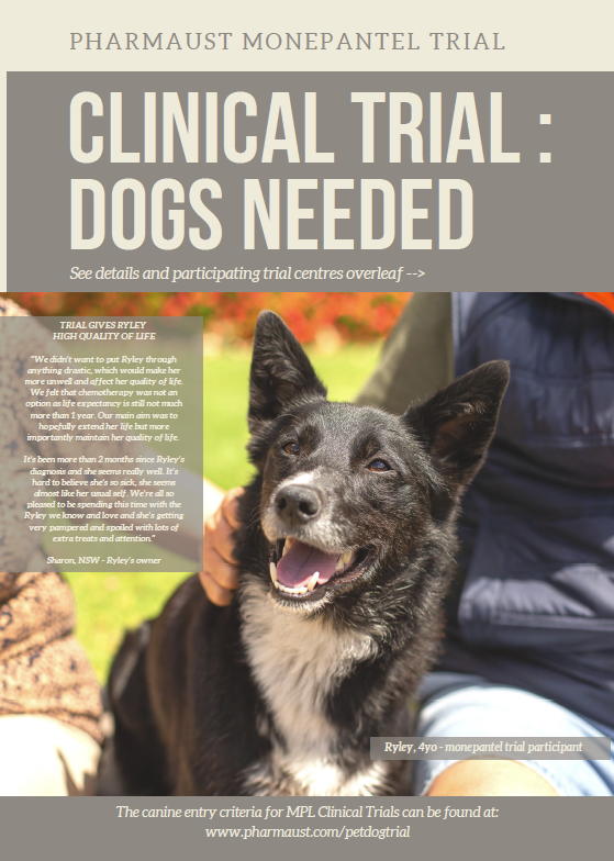 Clinical Trial for dogs with lymphoma