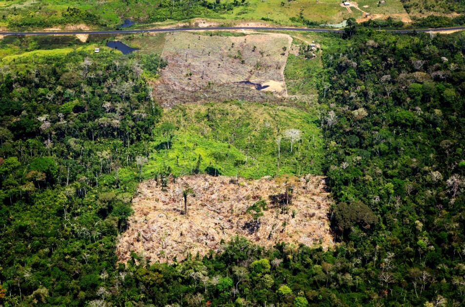 Anti-Deforestation pledge to UK Government