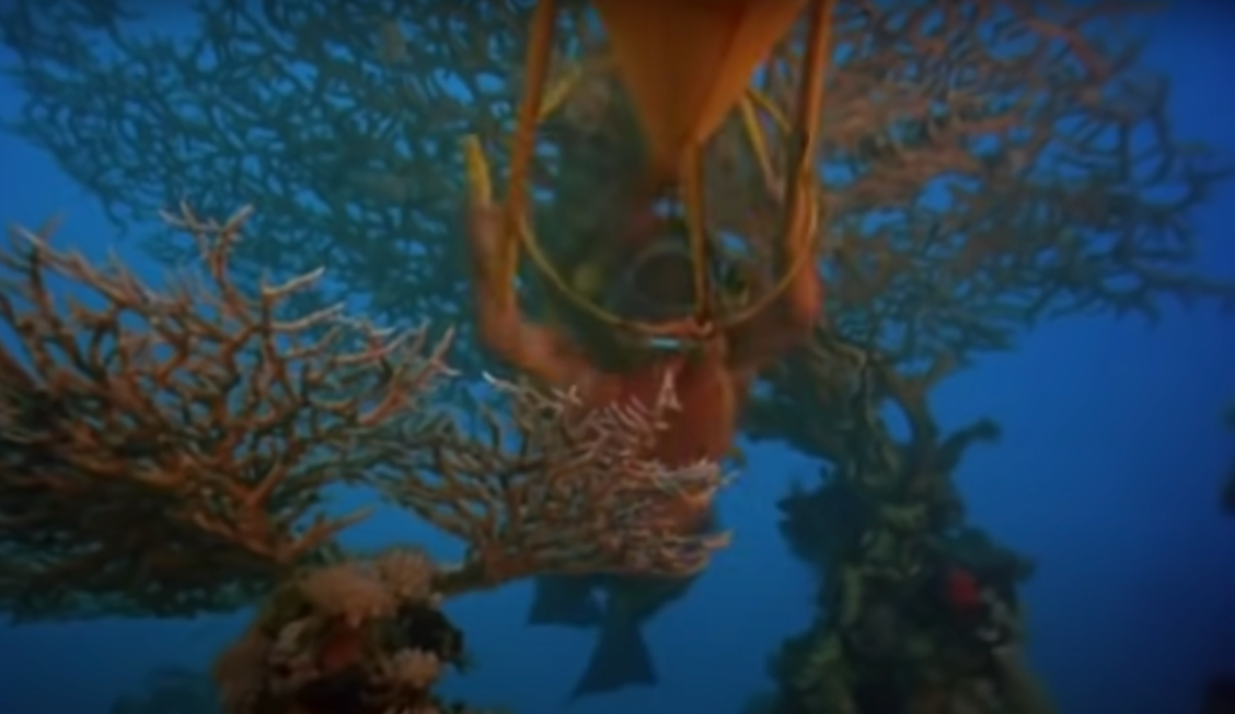 Ocean Conservation: The Role of Law in Protecting our Oceans