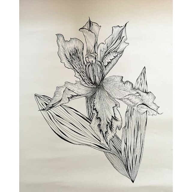 ✍️🌿🌷🌿
#illustration #botanical #pattern #print #design #drawing #textiles #surfacedesign #interiors #fabric #cushiondesign #artfabric #ink #wip