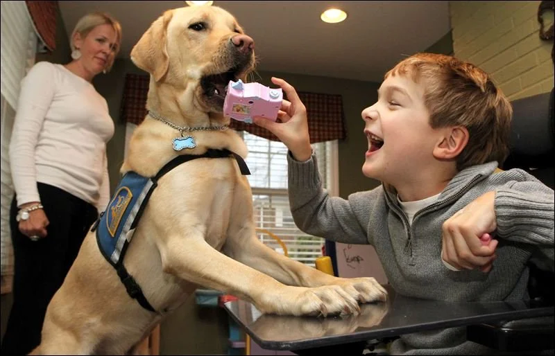 Trained-Dog-Cerebral-Palsy.jpg