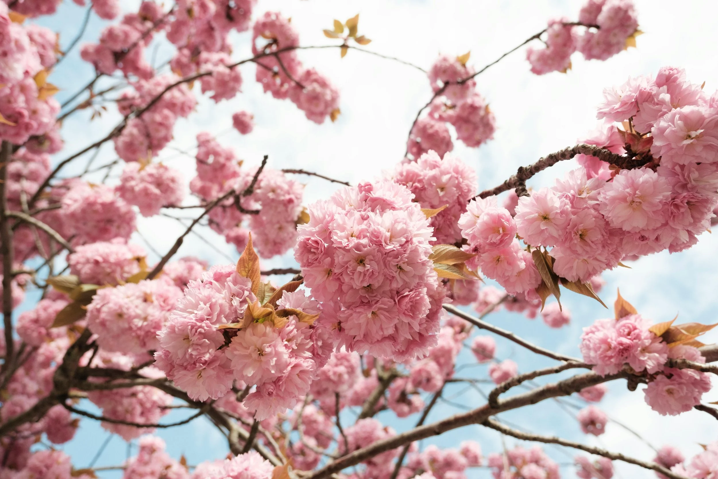 pink cherry blossoms in spring