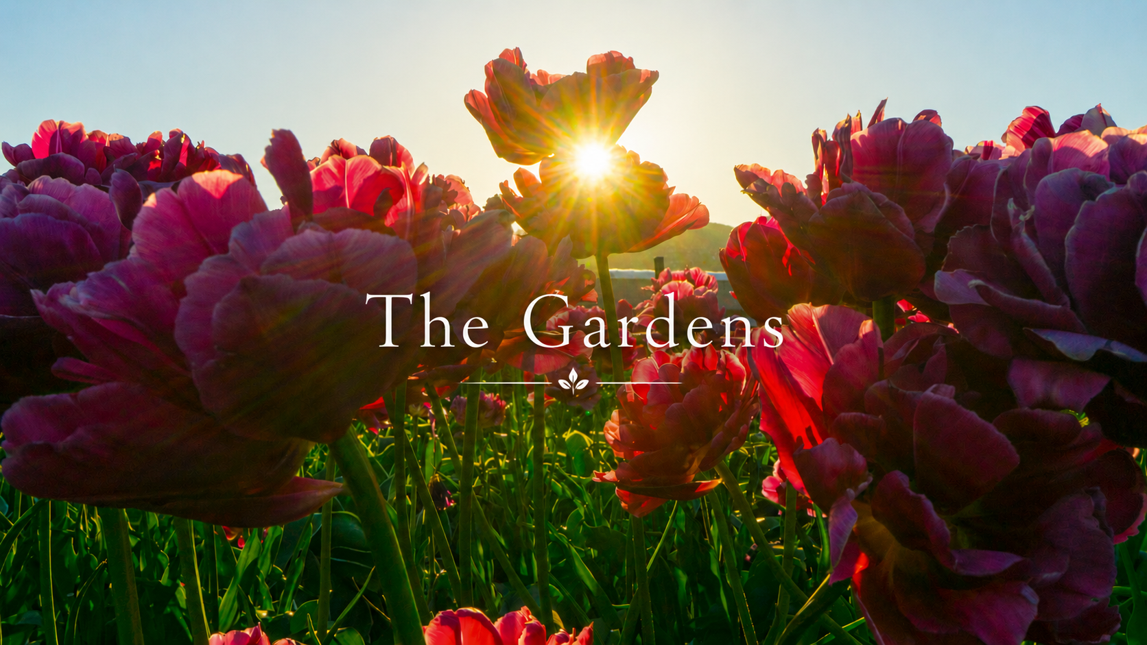 red flowers in garden under sunlight