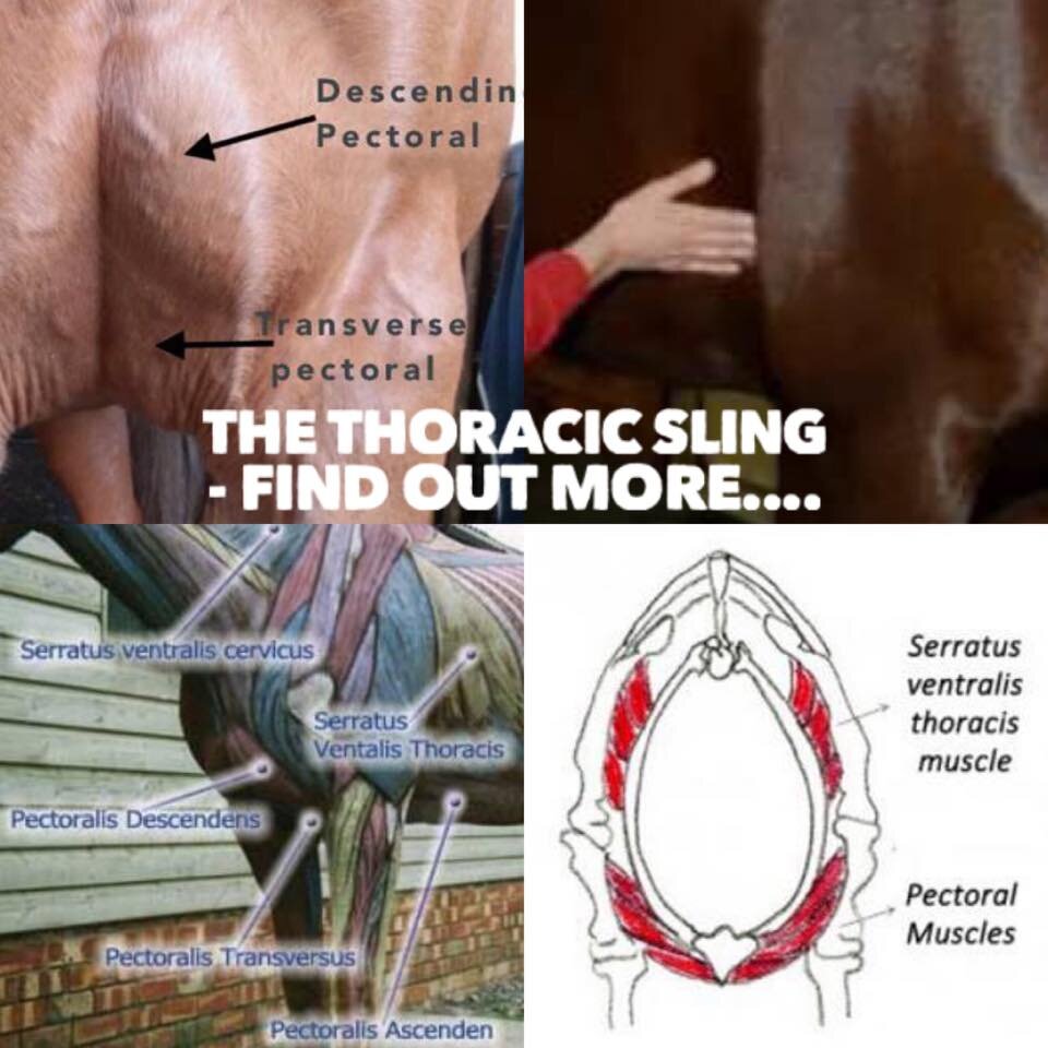 Nu al Kostbaar Wat leuk The Thoracic Sling Muscle Group............find out more and help your  horse — Jessica Limpkin - Equine Massage Therapy
