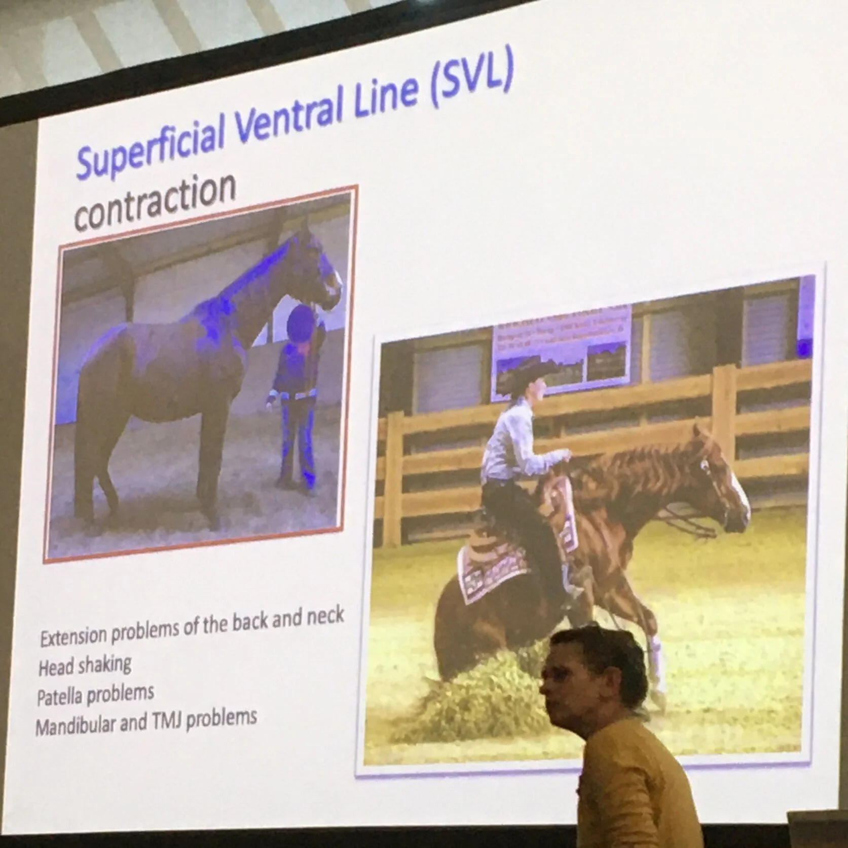 jessica_limpkin_equine_massage_therapy_therapist_horses_inside_out_annual_conference_anatomy_in_action_vibeke_Elbrond_myofascial_connections_superficial_ventral_line_SVL.jpg