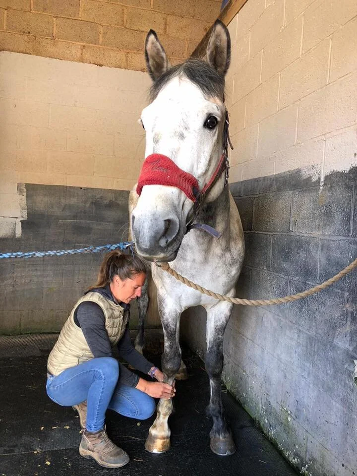 Handson massage — Jessica Limpkin Equine Massage Therapy