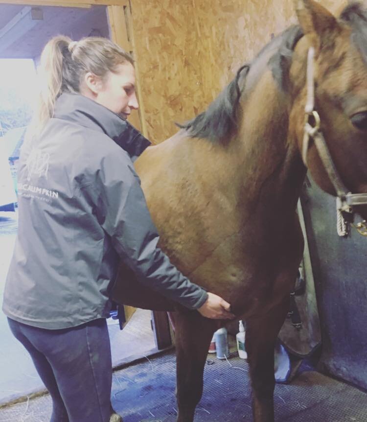 jessica_limpkin_equine_horse_massage_therapy_therapist_worcester_worcestershire_web_gallery_(18).jpg