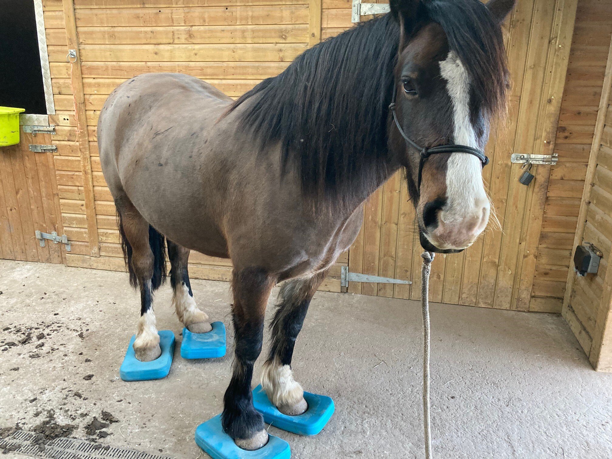 jessica_limpkin_equine_horse_massage_therapy_therapist_worcester_worcestershire_balance_pads_foam_pads_core_strength_young_horse.jpg