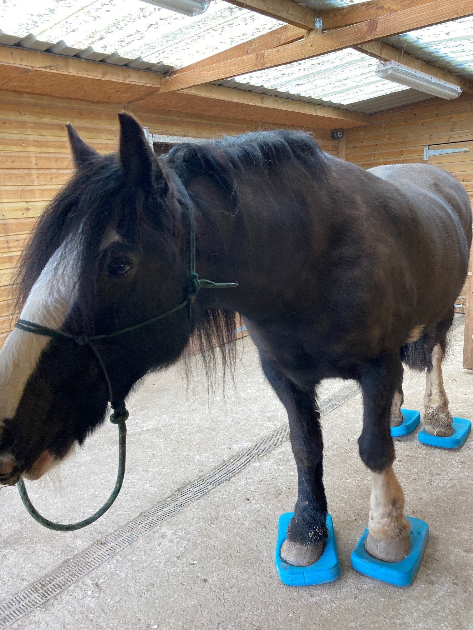 jessica_limpkin_equine_horse_massage_therapy_therapist_worcester_worcestershire_balance_pads_foam_pads.jpg