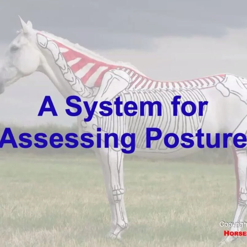 Understanding and assessing equine posture - with Gillian Higgins, Horses Inside Out
