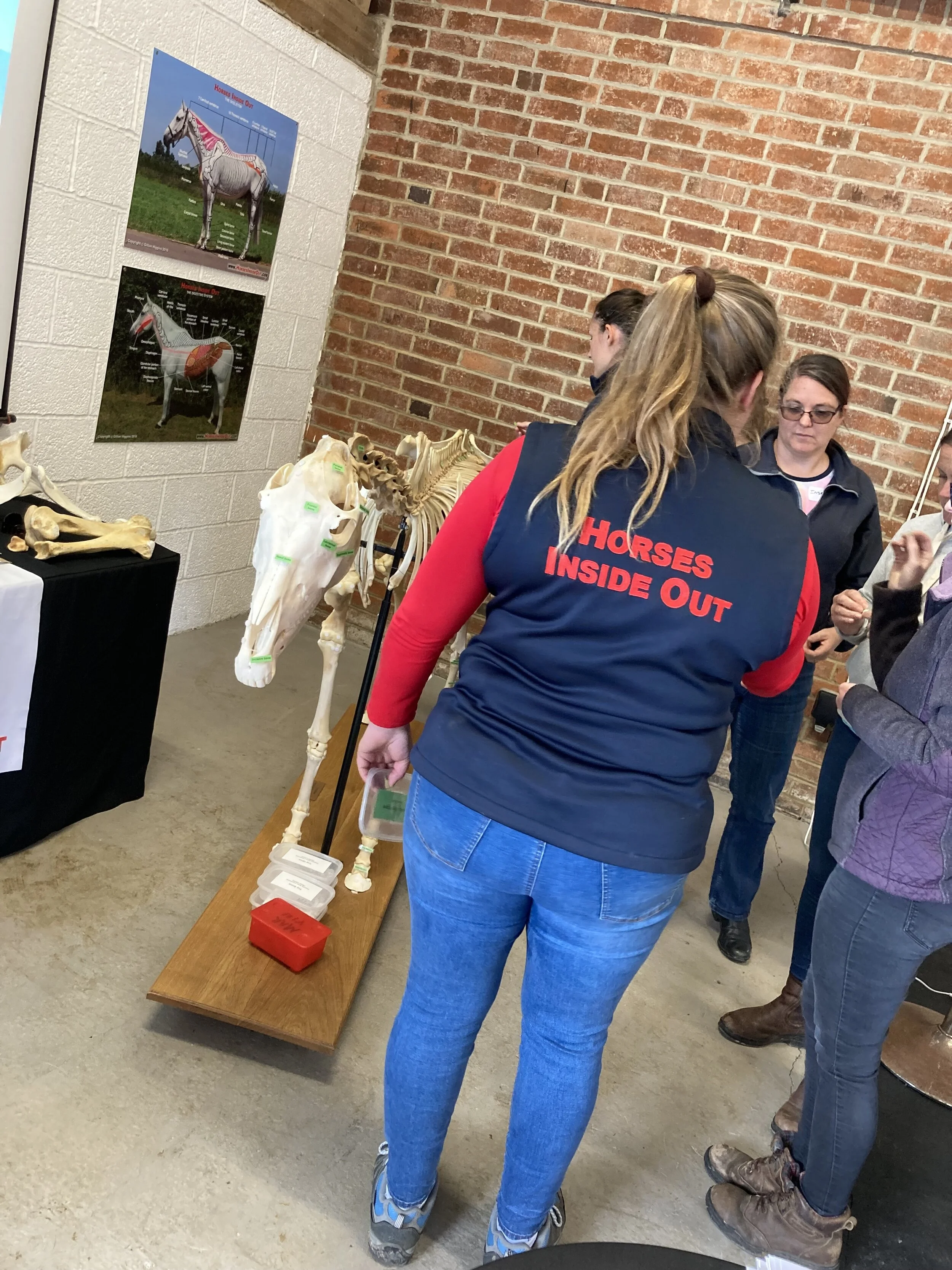 Developing Palpation for Equine Therapists - with Gillian Higgins, Horses Inside Out