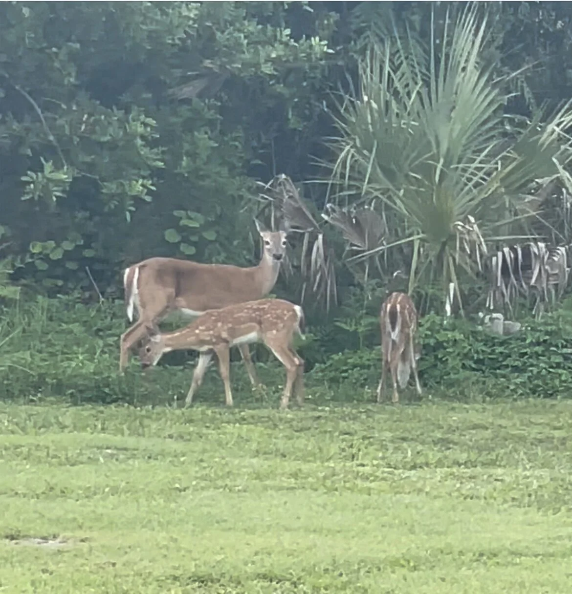 Songs of the Everglades