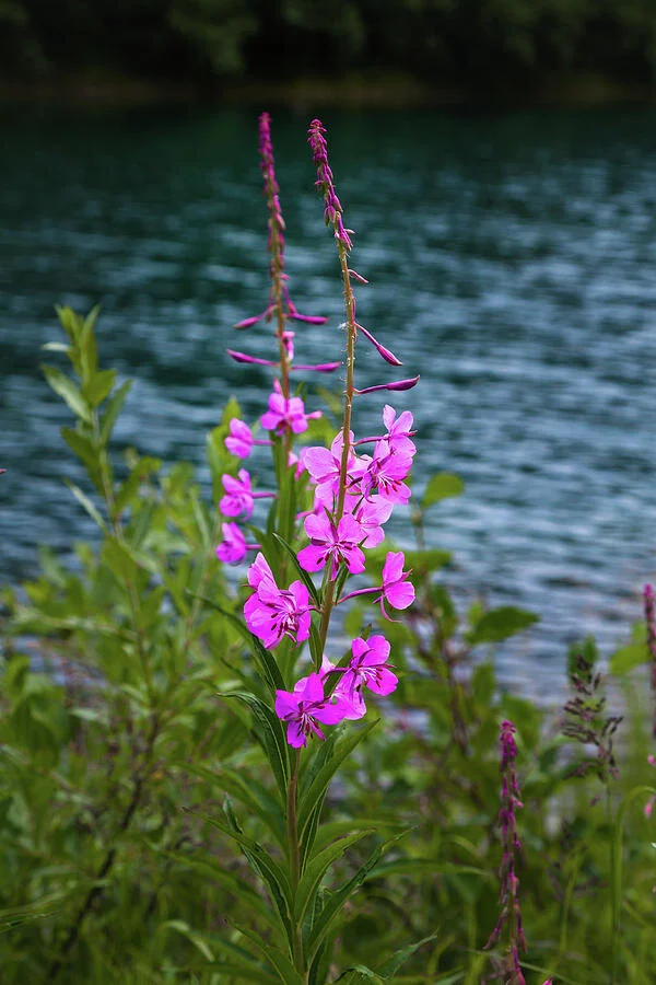 Rise Up from the Ashes