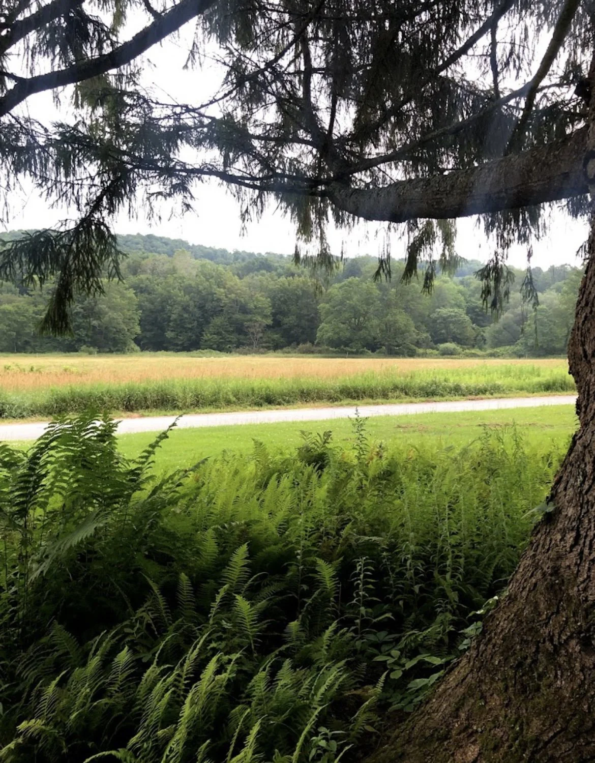 In Sheep’s Pasture