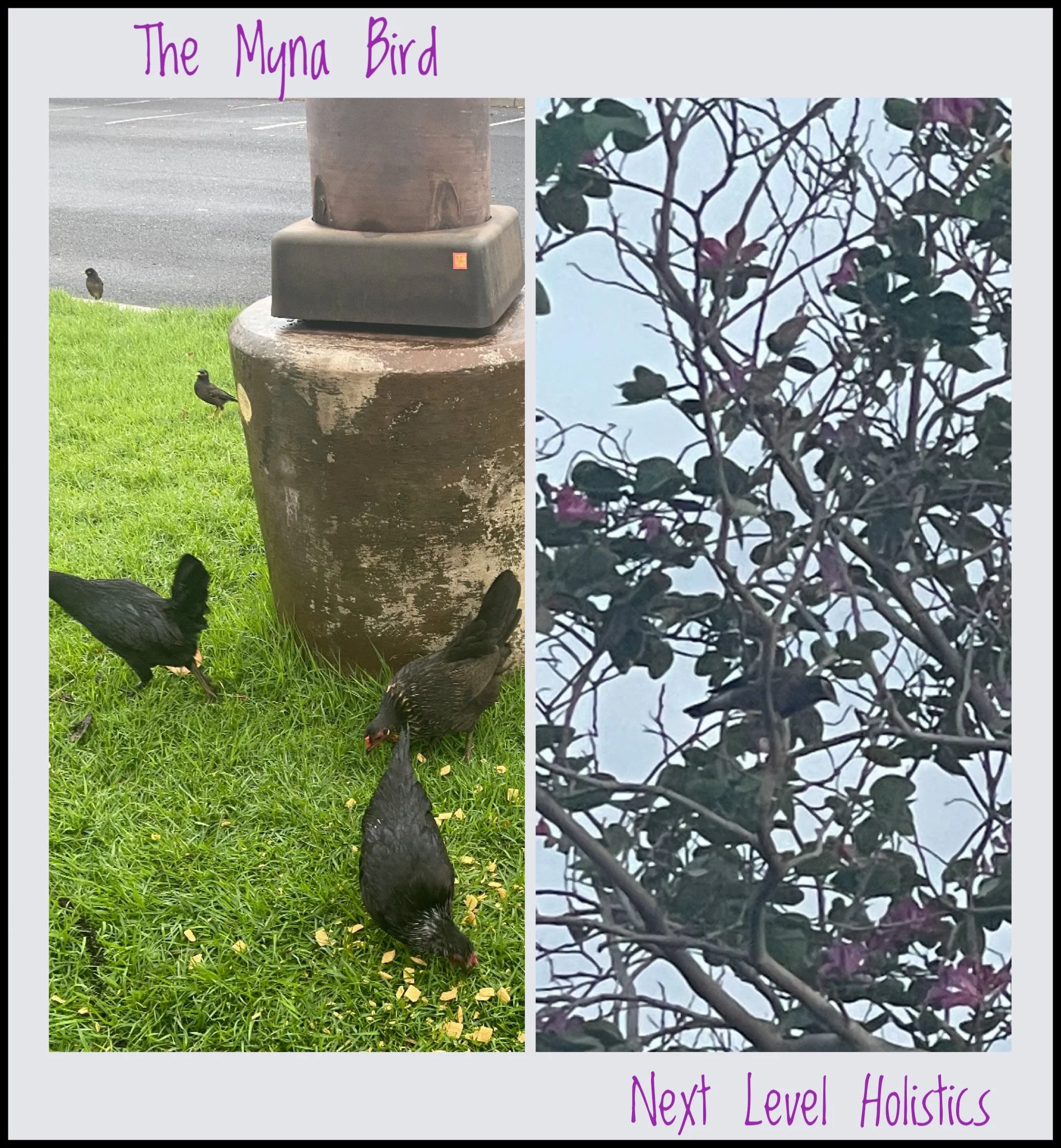 The Myna Bird