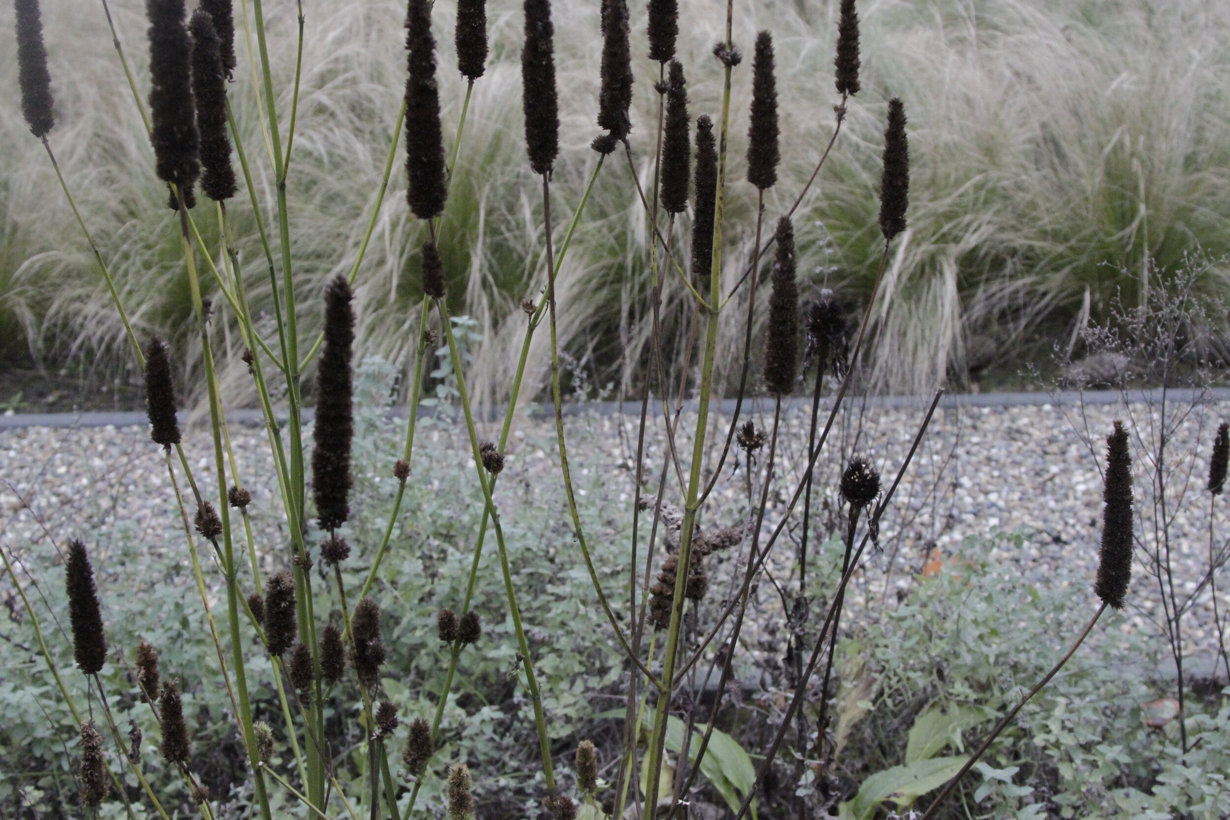 Vaste planten border