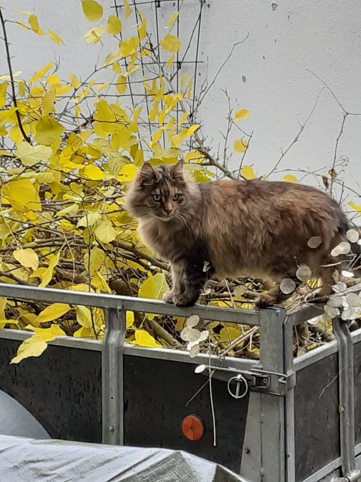 35282b3c-4ce7-4f13-bed2-94e13dcb1049 kopie.JPG