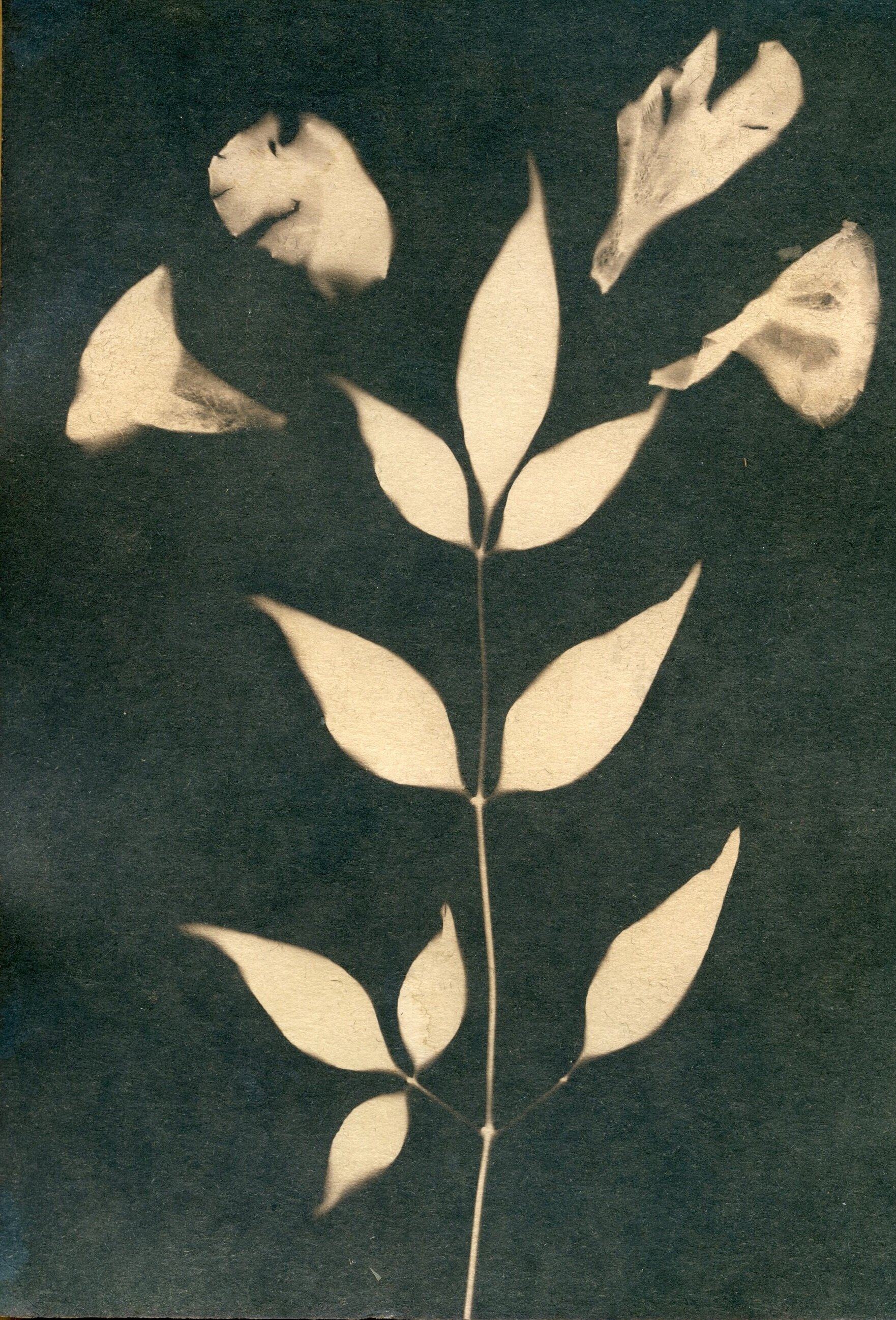 august cyanotype2018.2.jpg