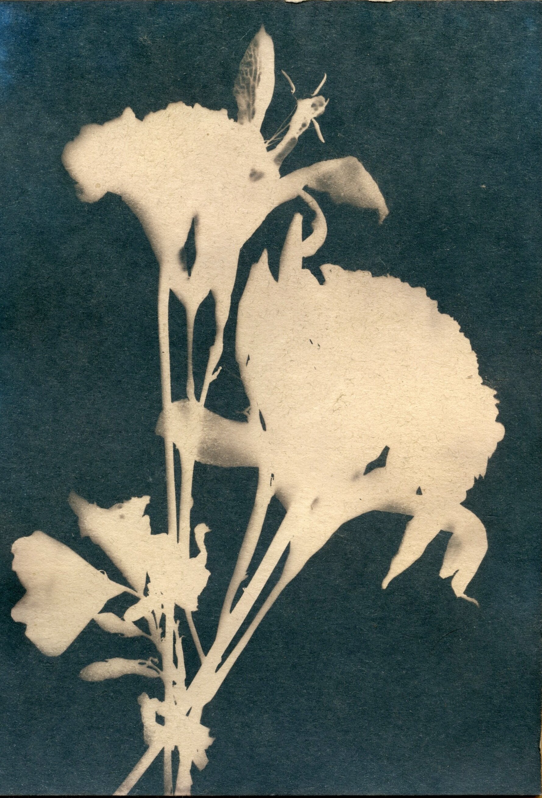 august cyanotype20183.jpg