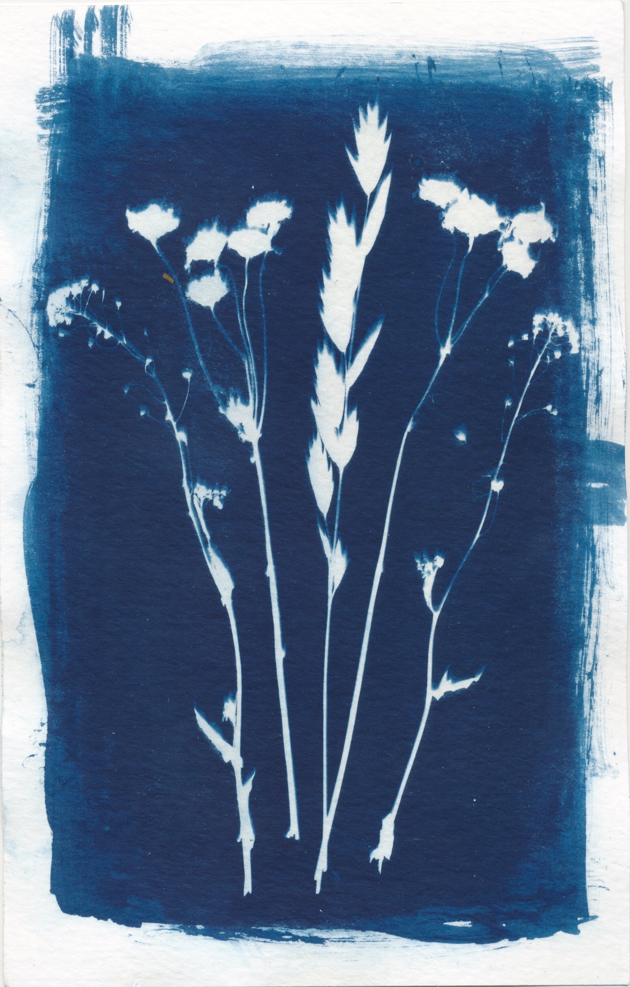 june cyanotype 2020 7 copy.jpeg