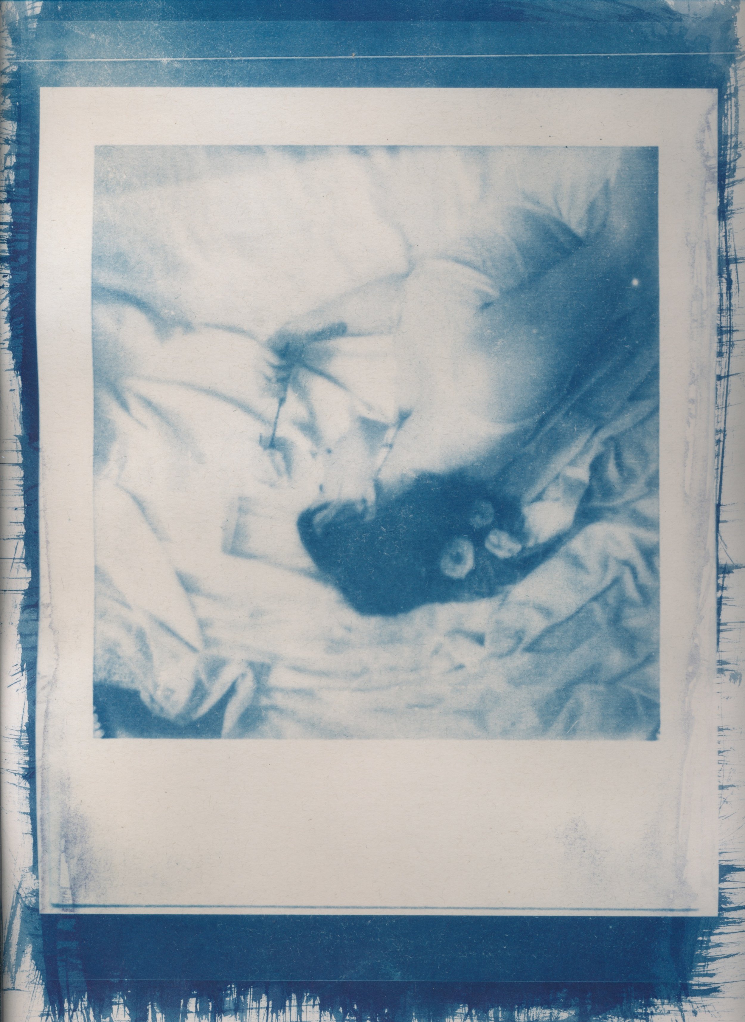 june cyanotype 2022  17.jpeg